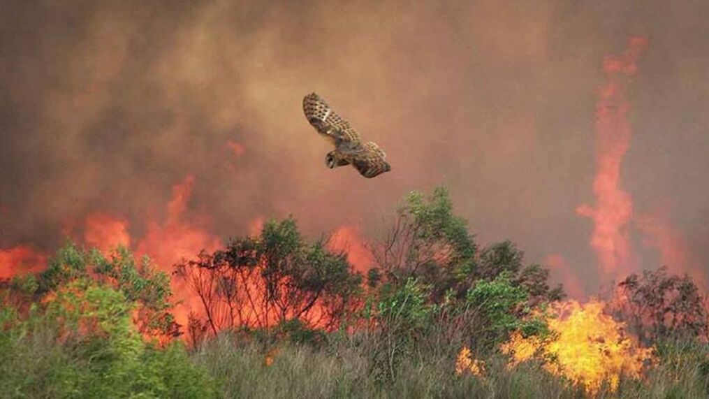 Owl in fire, courtesy of USFWS
