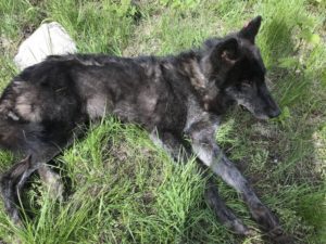 Stop The Senseless Killing Of Kettle River Range Wolves in Washington State