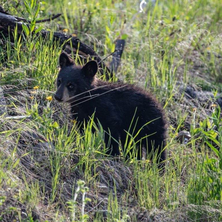 WA Fish & Wildlife Commission Rejects Rule to Set Permanent Spring Bear 