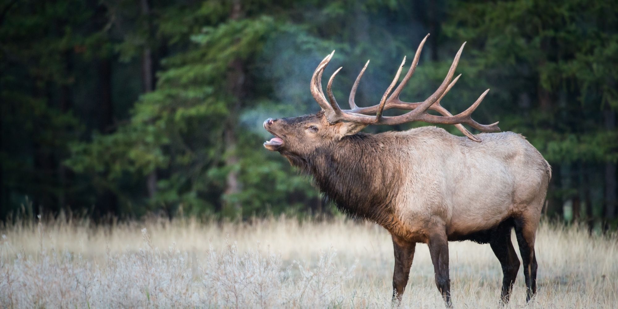 elk