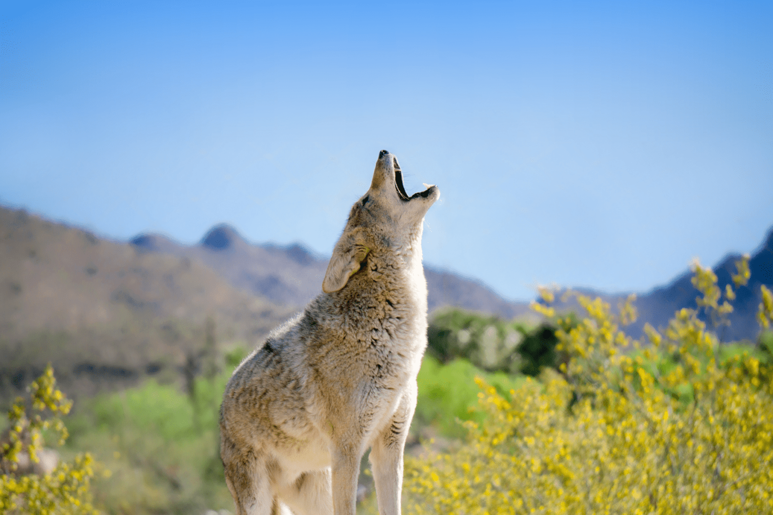 Talking Points on the Washington Department of Fish & Wildlife’s Draft ...