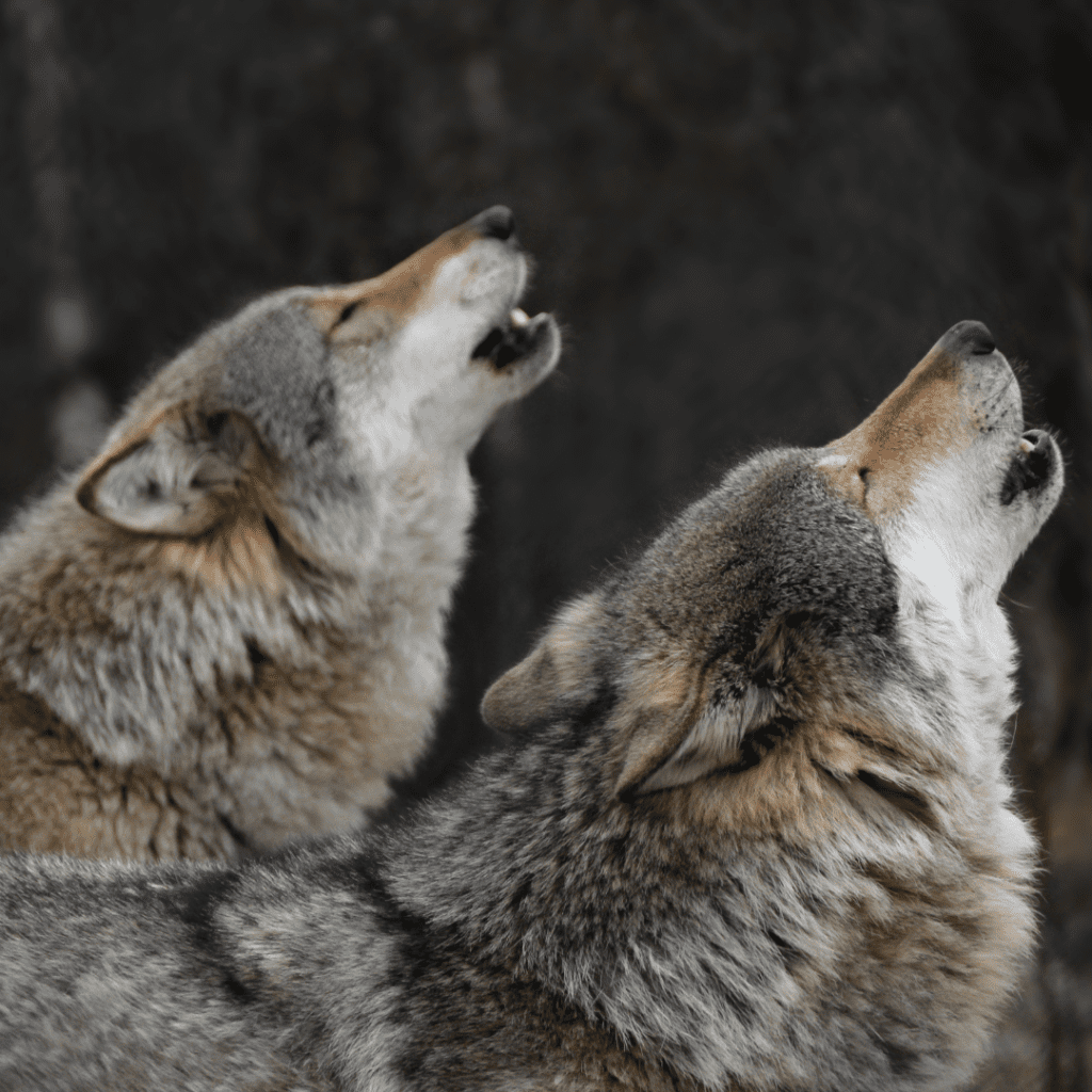 WDFW Responds To Inslee's Kettle Range Wolf Management Request 