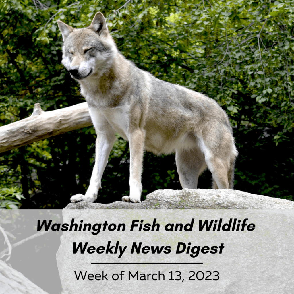 March 13 Washington Fish and Wildlife Weekly Digest