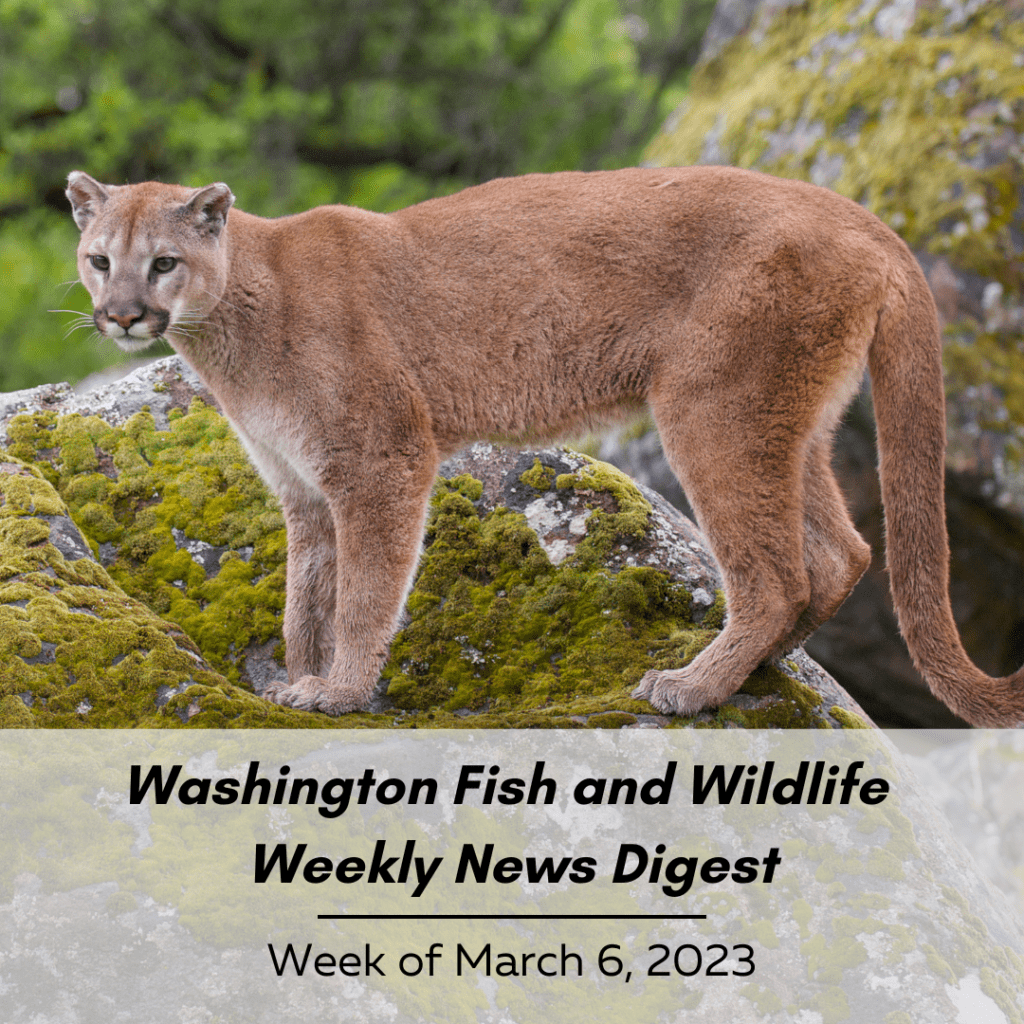 March 6 Washington Fish and Wildlife Weekly Digest