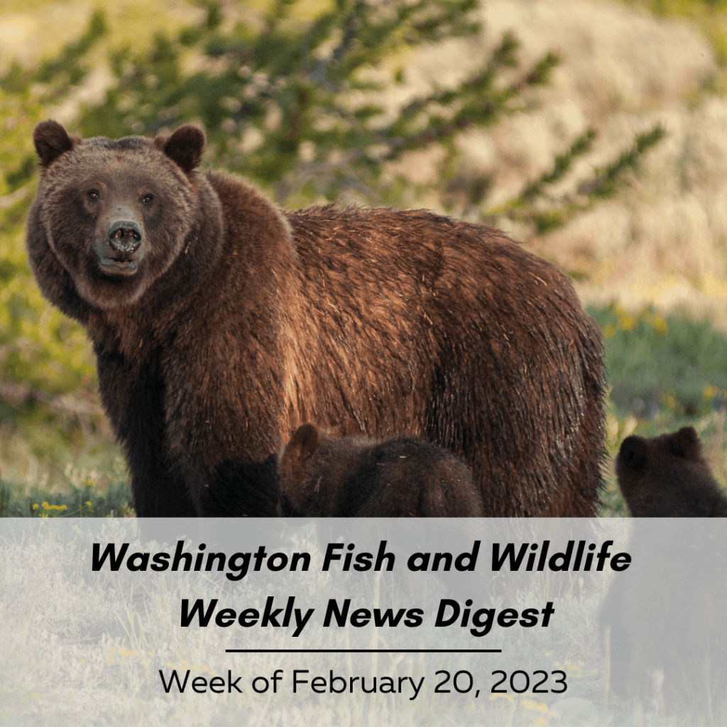 Washington Fish and Wildlife Weekly Digest - Week of February 20, 2023