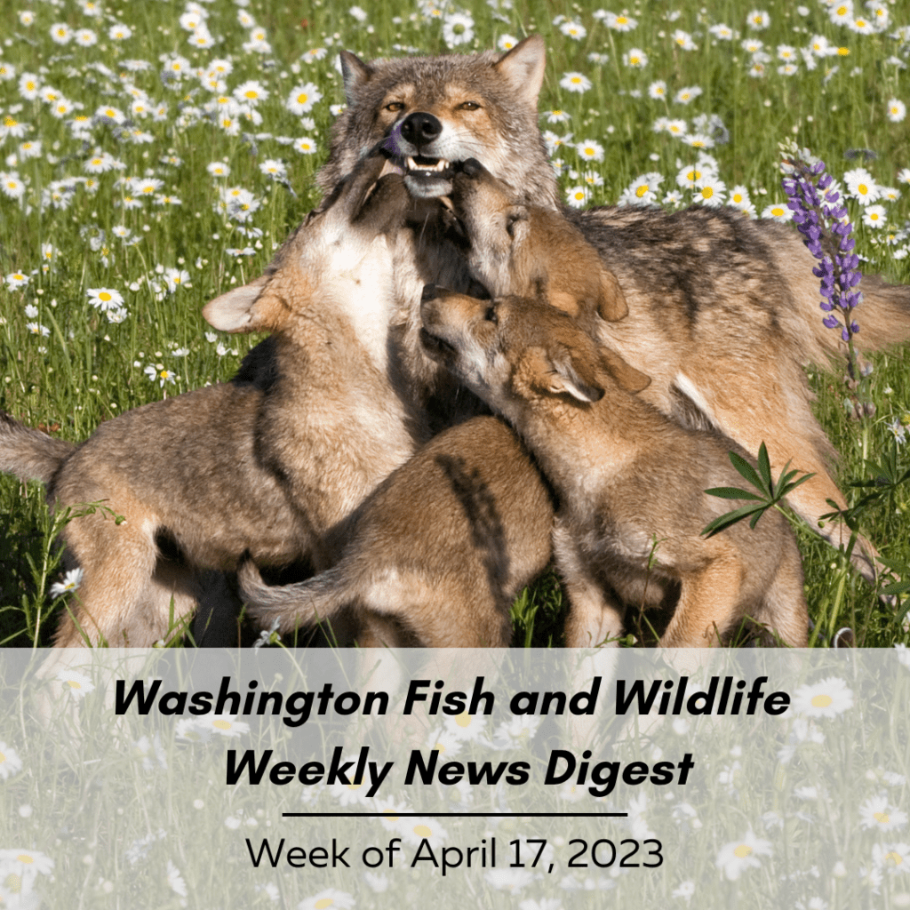 Washington Fish and Wildlife Weekly News Digest--Week of April 17, 2023