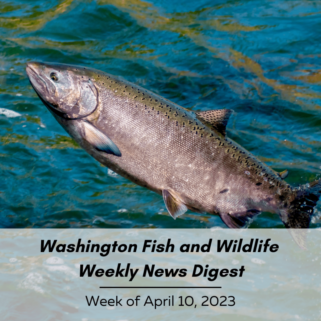 Washington Fish and Wildlife Weekly News Digest -- Week of April 10, 2023