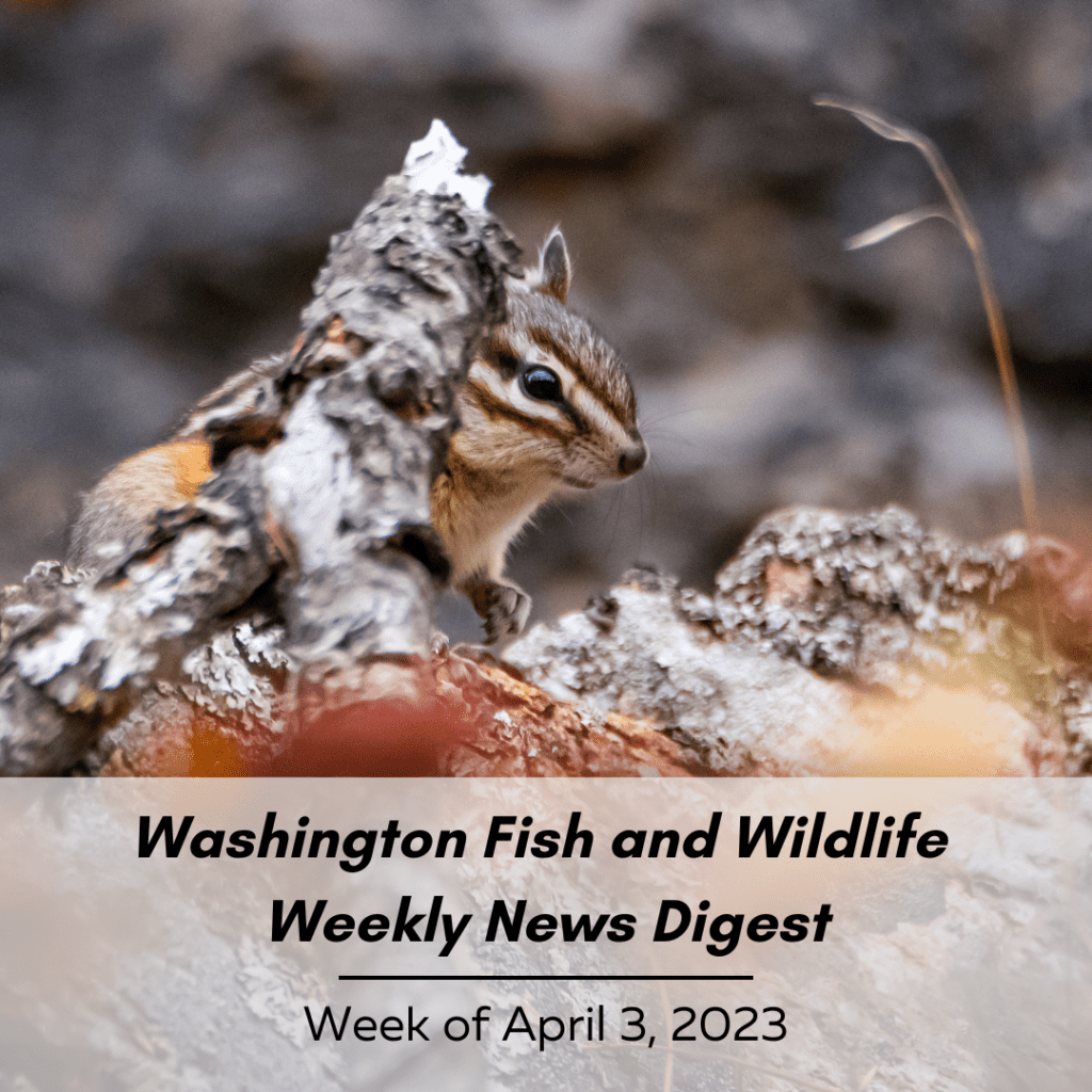 Washington Fish and Wildlife Weekly Digest: Week of April 3, 2023