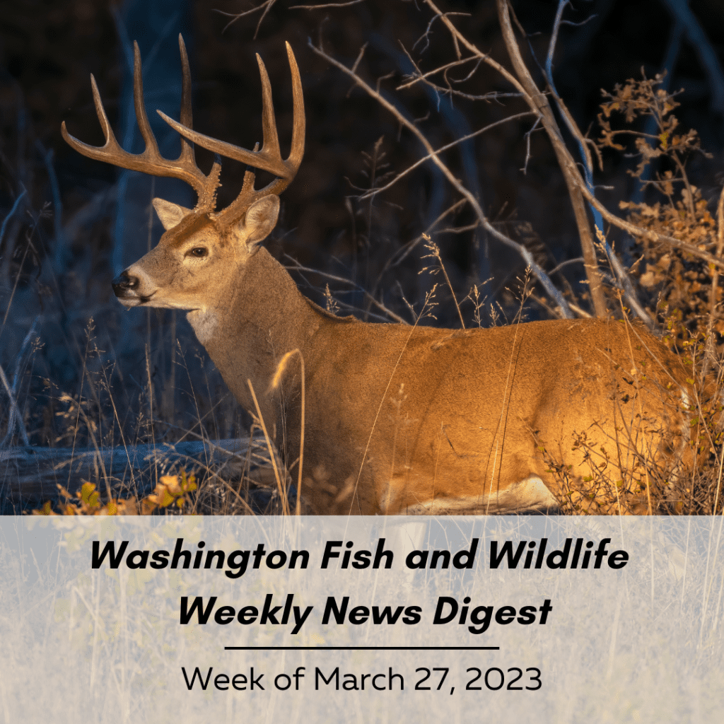 Washington Fish and Wildlife Weekly Digest: Week of March 27, 2023