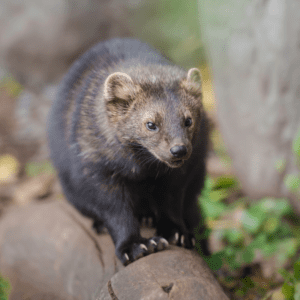 A fisher balances on a log.