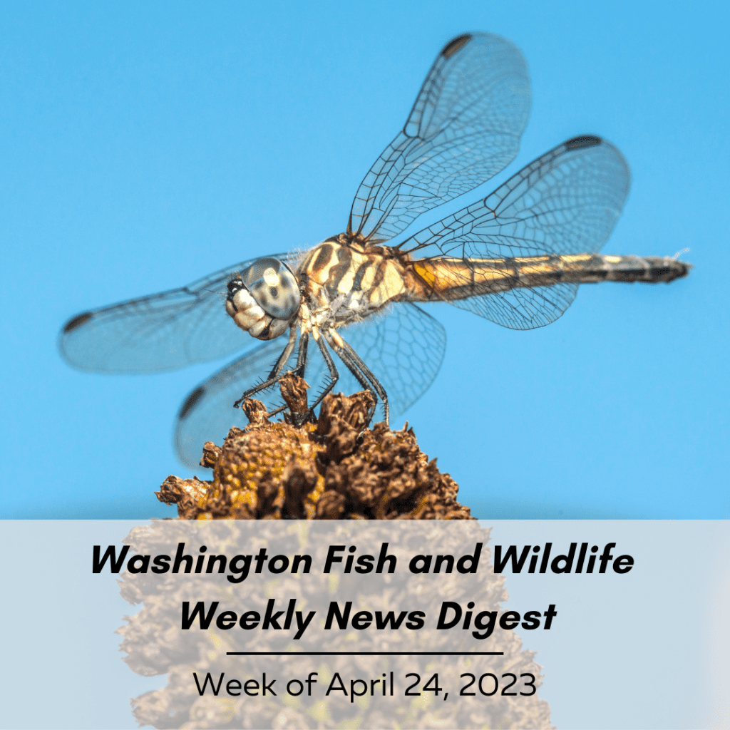 Washington Fish & Wildlife Weekly Digest - Week of April 24, 2023