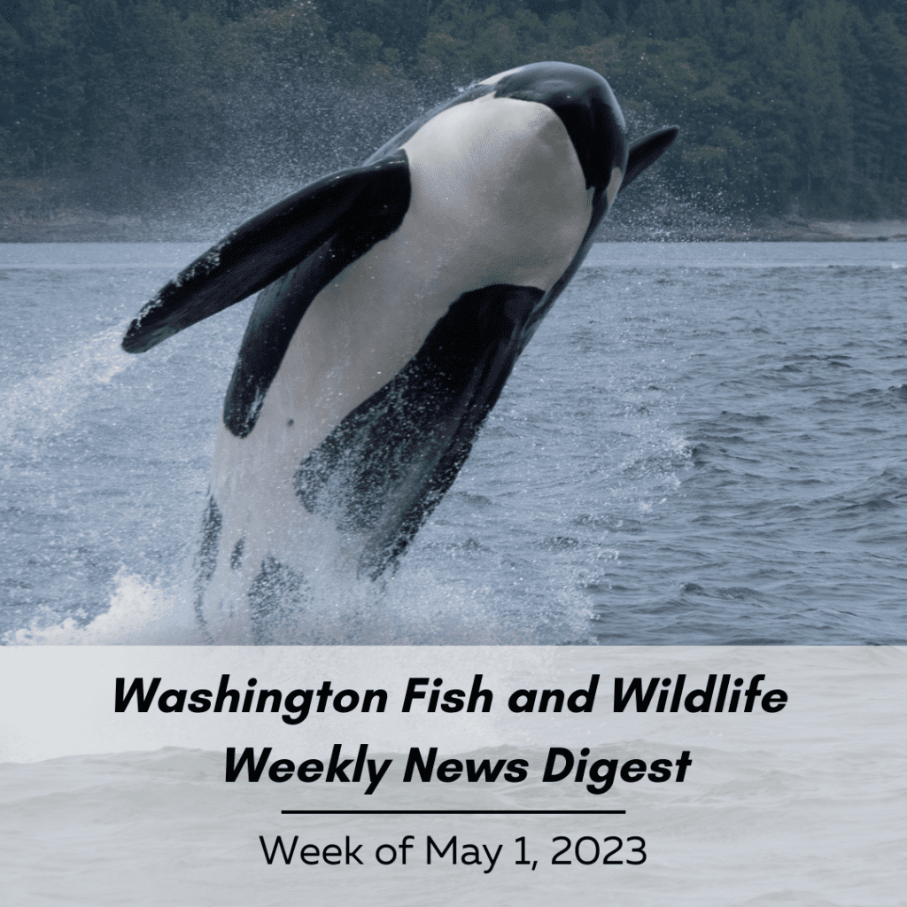 Washington Fish and Wildlife Weekly Digest - Week of May 1, 2023