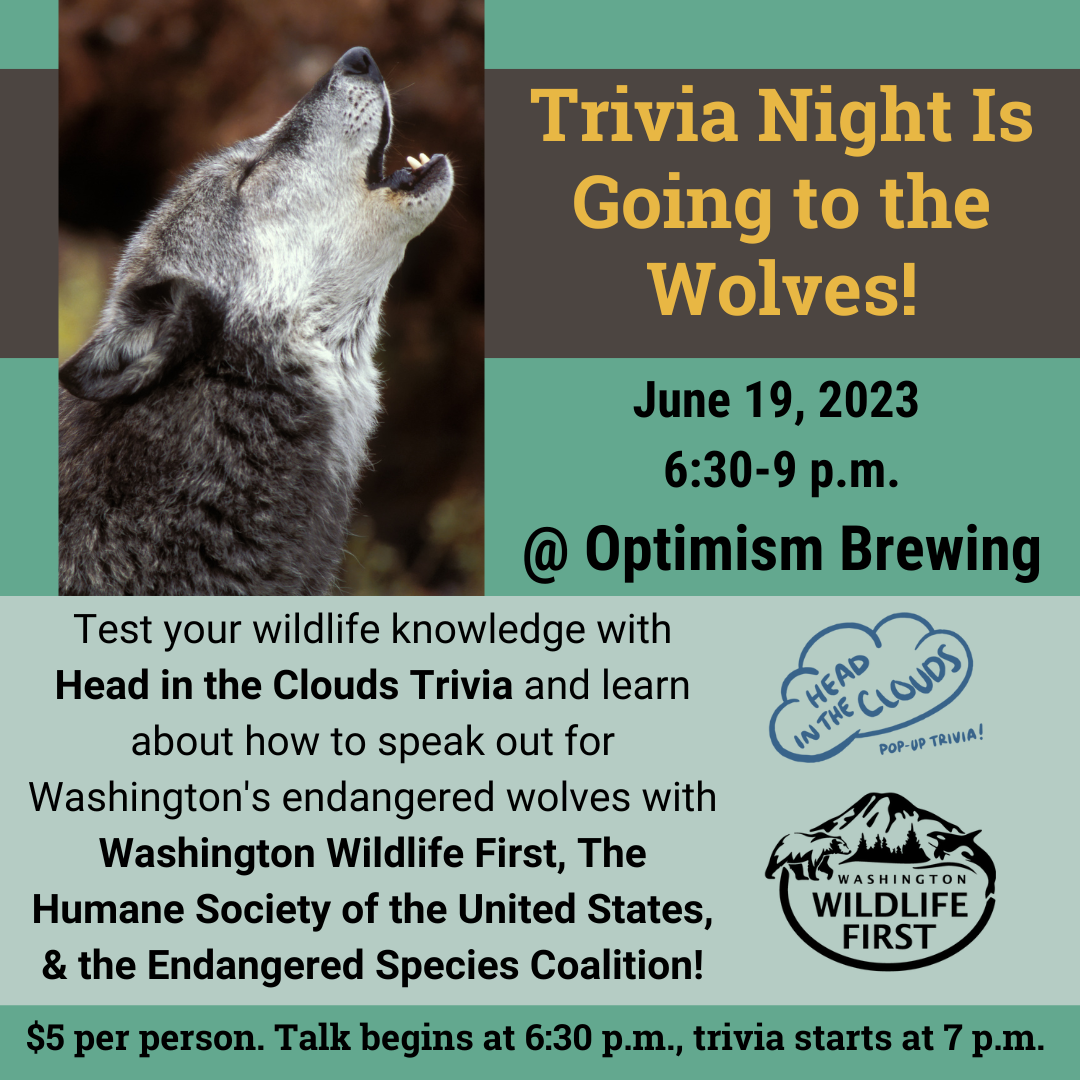 Trivia Is Going to the Wolves!