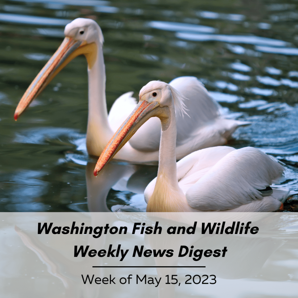 Two American white pelicans float on the water. The text reads Washington Fish and Wildlife Weekly News Digest: Week of May 15, 2023.