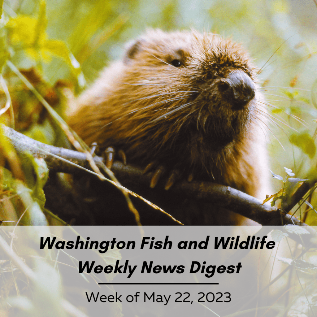 A close-up of a beaver perched on a twig. Text reads: Washington Fish and Wildlife Weekly News Digest: Week of May 22, 2023