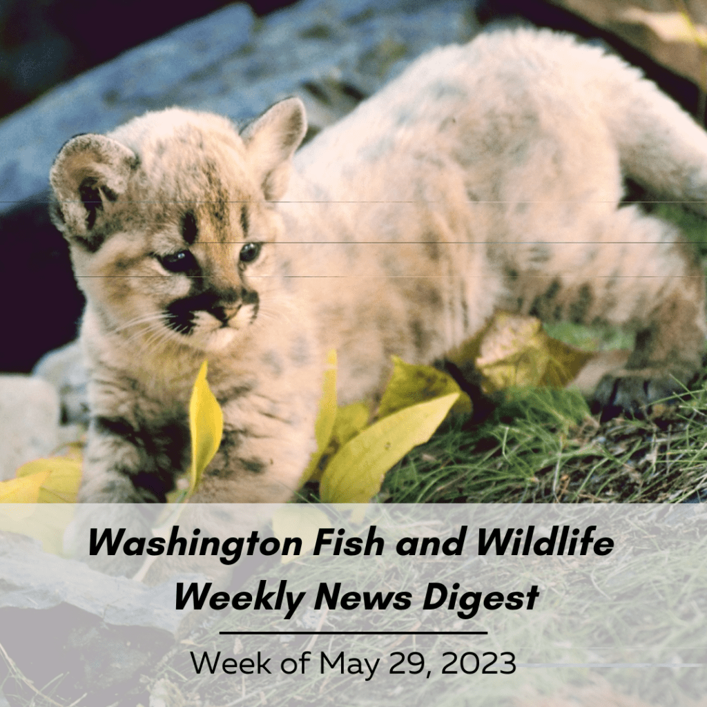 A cougar kitten poses. Text reads: May 29 Washington Fish and Wildlife News Digest: Week of May 29, 2023.