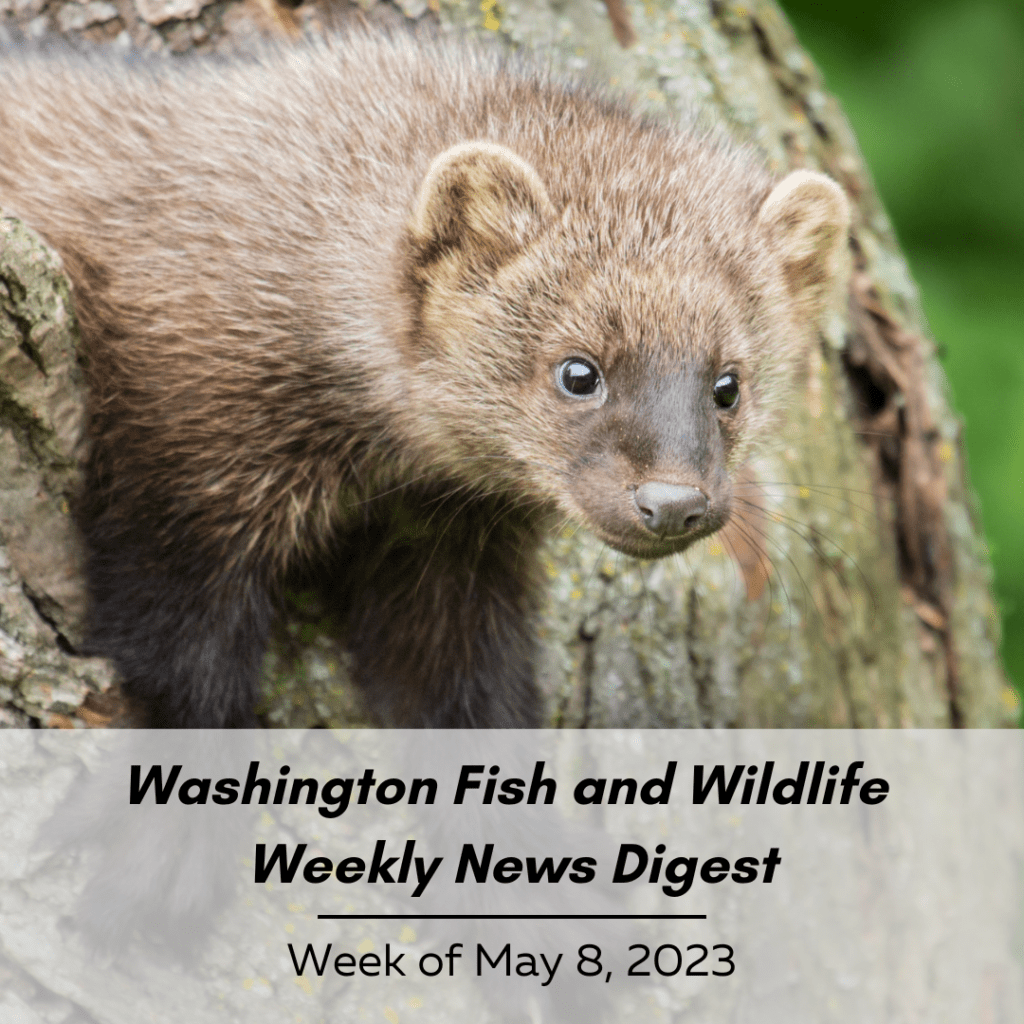 A fisher pokes its head out of a tree. The text reads "Washington Fish and Wildlife Weekly News Digest: Week of May 8, 2023.