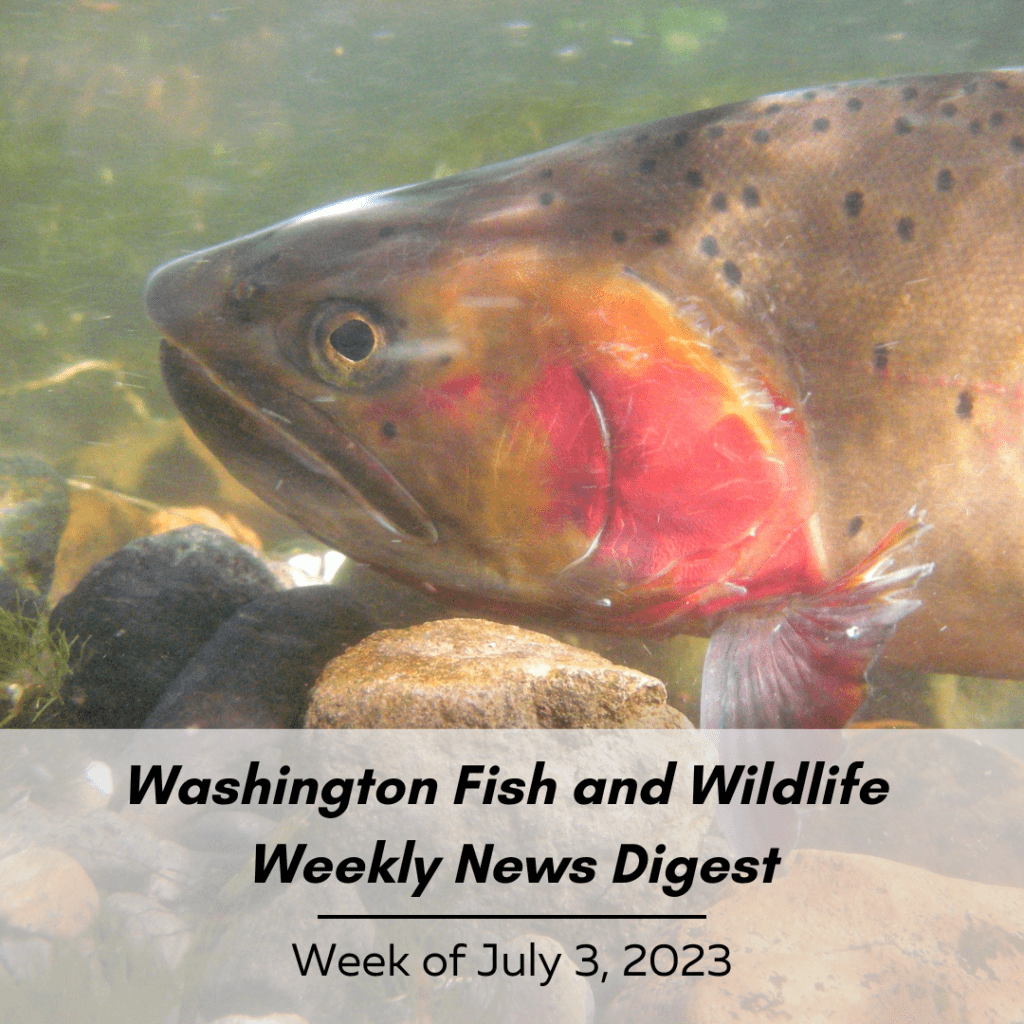 Washington Fish and Wildlife Weekly News Digest: Week of July 3, 2023