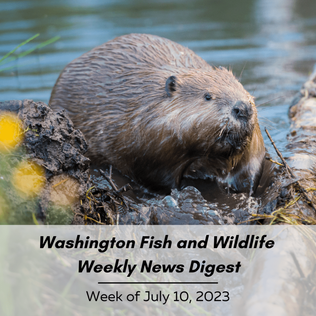 Washington Weekly Fish & Wildlife News Digest: Week of July 10, 2023