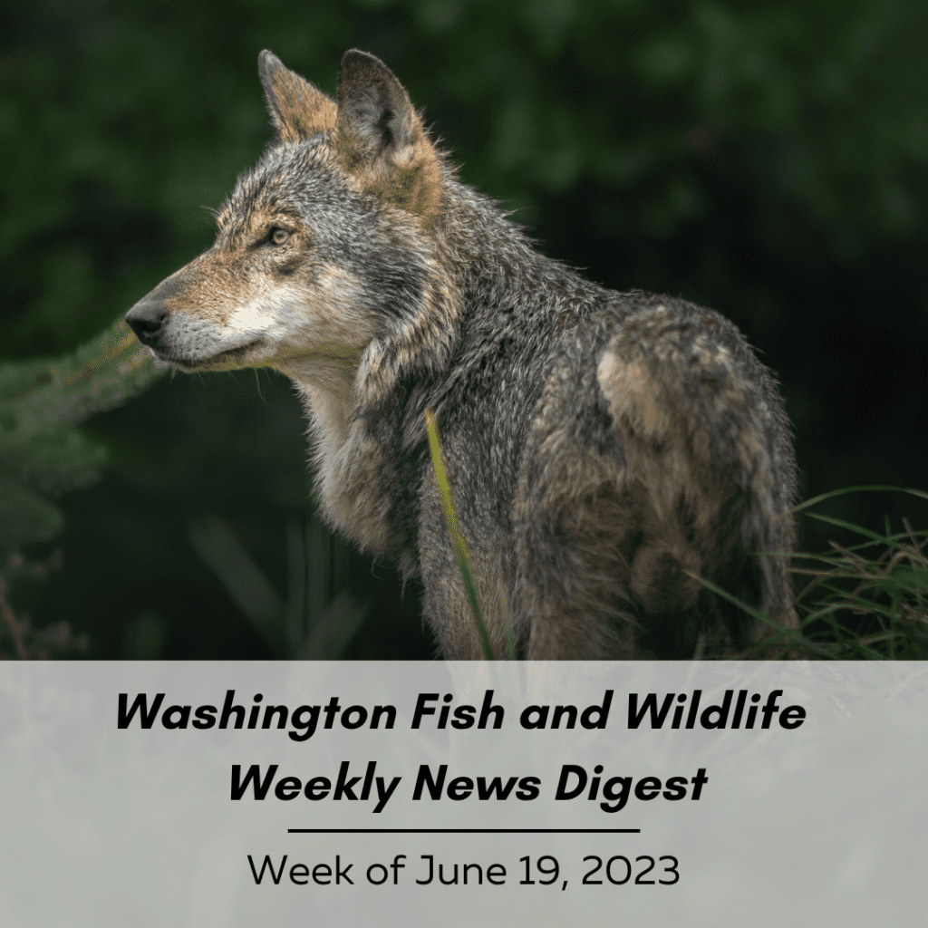 Washington Fish and Wildlife Weekly News Digest: Week of June 19, 2023