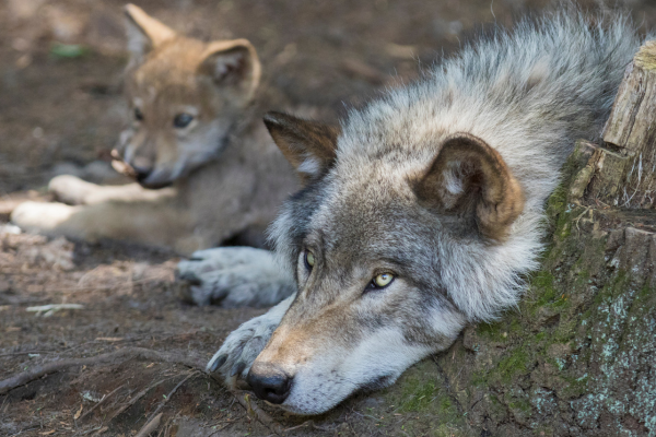 Support Rules to Protect Washington's Wolves - Washington Wildlife First