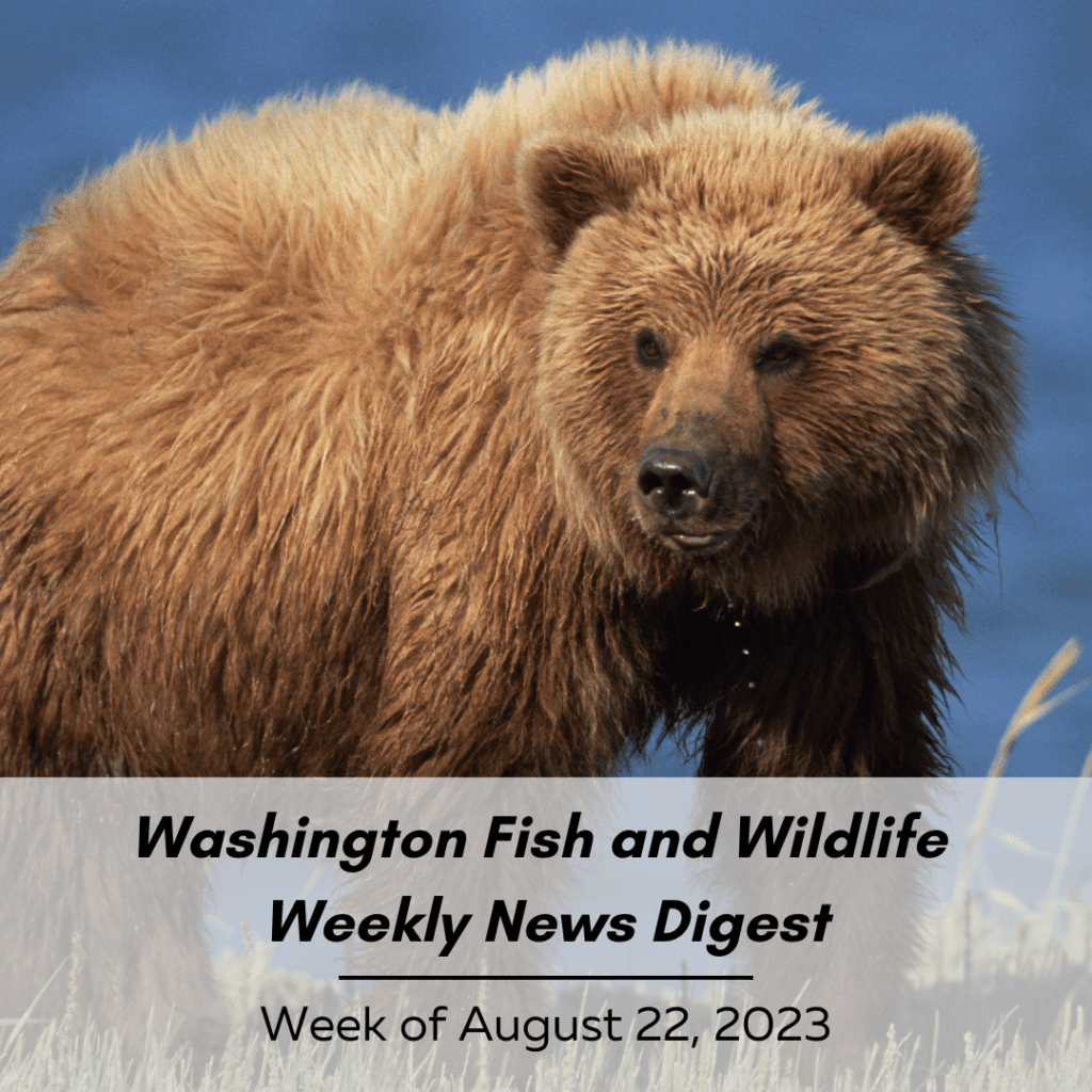 A grizzly bear by a lake. Washington Fish and Wildlife Weekly Digest: Week of August 22, 2023