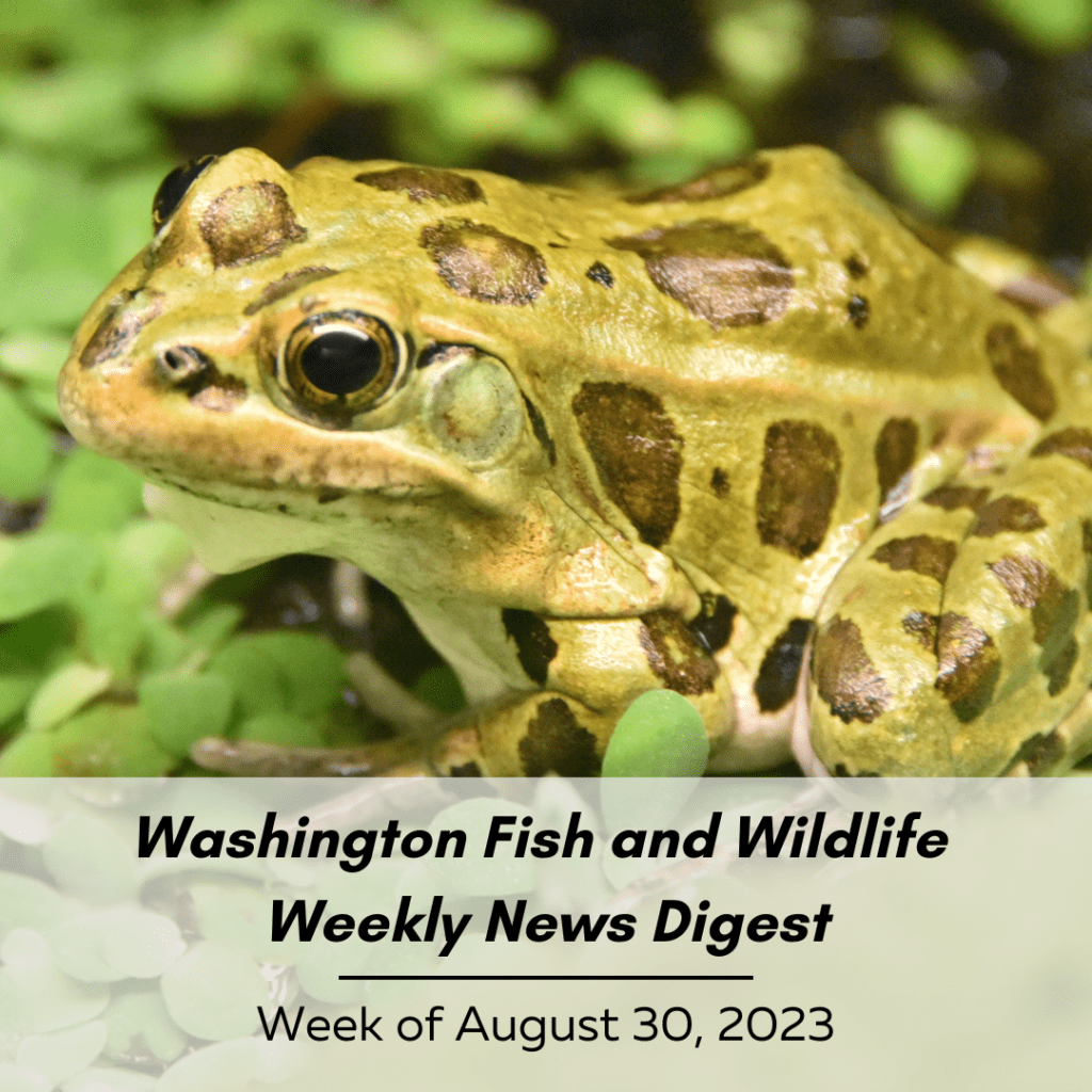 A northern spotted leopard frog. Washington Fish and Wildlife Weekly Digest: Week of August 30, 2023