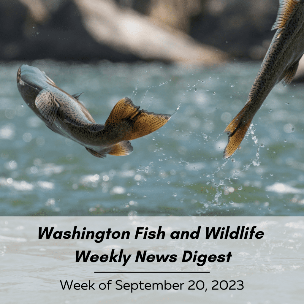 Washington Fish & Wildlife Weekly Digest: Week of September 20, 2023