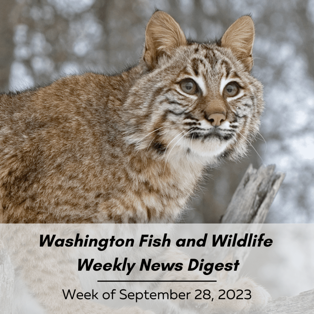 Washington Fish & Wildlife Weekly Digest: Week of September 28, 2023