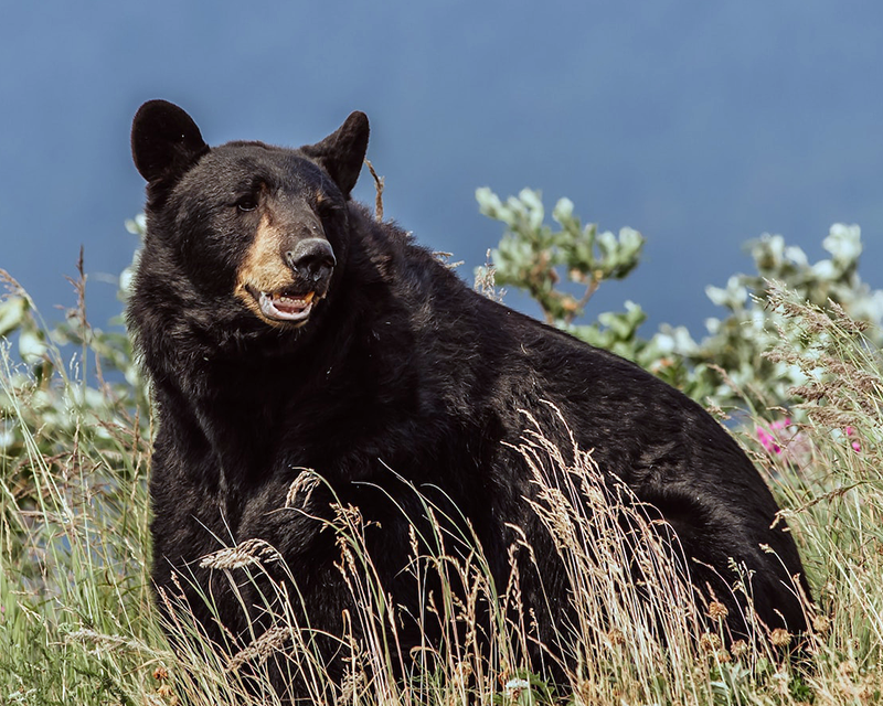Washington Black Bear