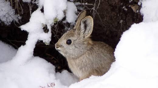 Photo credit: R. Dixon and H. Ulmschneider with USFWS