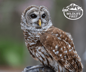 Northern barred owl