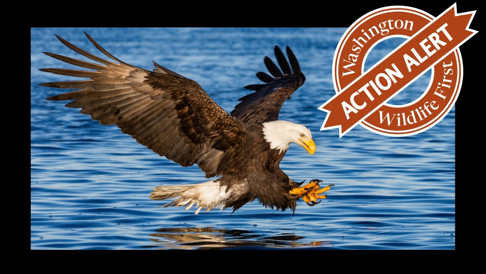 Support HB 2516: Banning rat poisons that harm wildlife - Washington ...